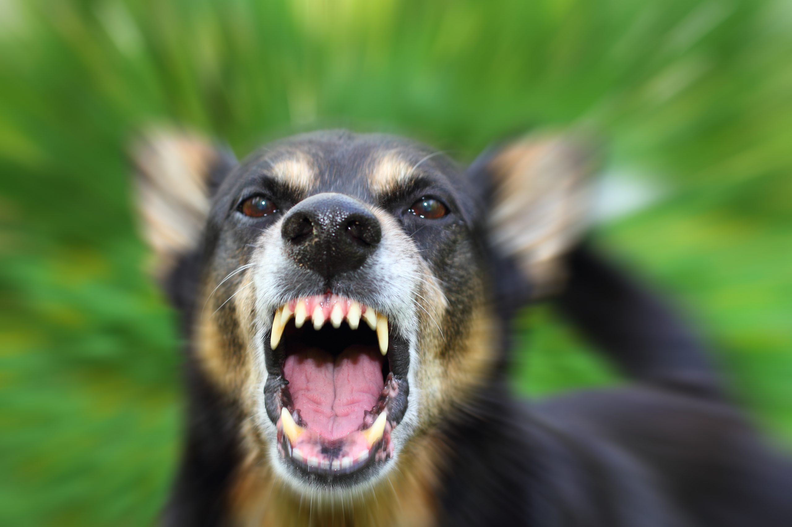 Why Reporting a Dog Bite is Critical Montana Dog Bite Lawyer