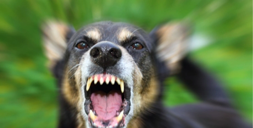 Personal Injury Guide: Why Reporting a Dog Bite Is Critical