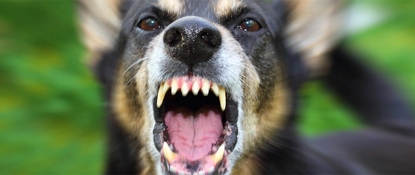 Montana Dog Bite Lawyer
