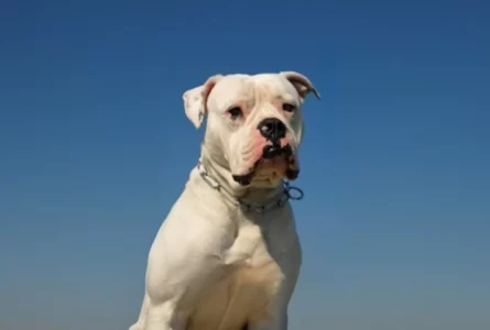 Four Bulldogs Attack 7 Year Old Creston Girl