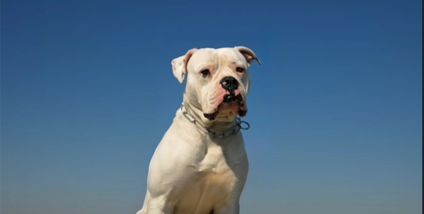 Four Bulldogs Attack 7 Year Old Creston Girl