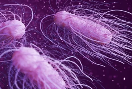 Salmonella Found in Bagged Spinach