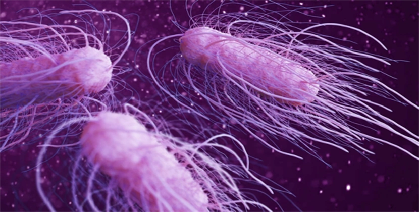 Bacteria Found in Nostrilla Nasal Decongestant