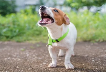 Who Is Responsible for a Dog Bite?