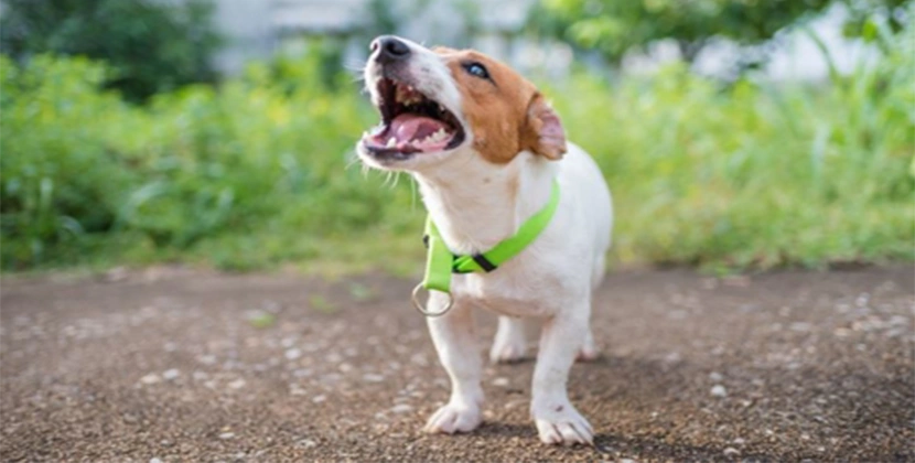 Who Is Responsible for a Dog Bite?